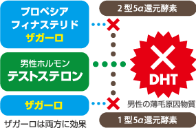 「ザガーロ」は1型と2型を両方抑える事で、より高い効果が期待されている