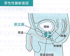 前立腺とは？