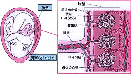 プラセンタとは赤ちゃん（胎児）を母体内で育てる臓器の事